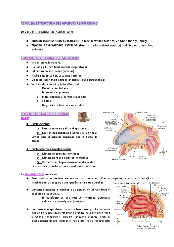 Miniatura del documento TEMA-13-ESTRUCTURA-DEL-APARATO-RESPIRATORIO.pdf