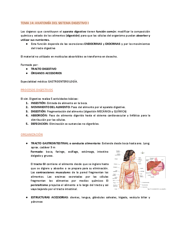 Miniatura del documento TEMA-14-ANATOMIA-DEL-SISTEMA-DIGESTIVO-I.pdf