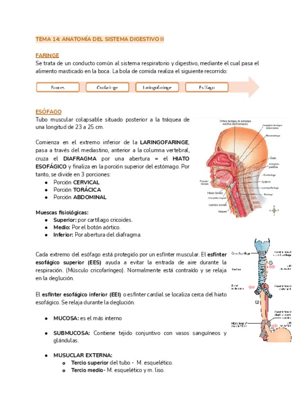 Miniatura del documento TEMA-14-ANATOMIA-DEL-SISTEMA-DIGESTIVO-II.pdf