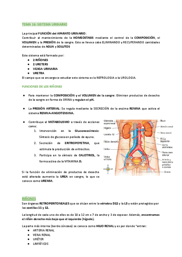 Miniatura del documento TEMA-16-SISTEMA-URINARIO.pdf