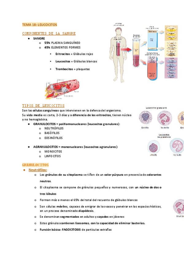 Miniatura del documento TEMA-18-LEUCOCITOS.pdf