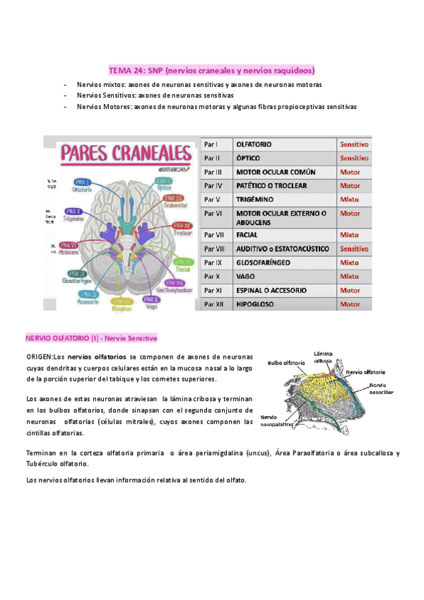 Miniatura del documento TEMA-23-SNP-nervios-craneales-y-nervios-raquideos.pdf