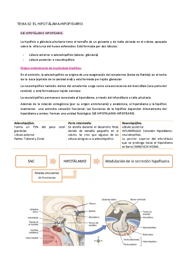 Miniatura del documento TEMA-32-EL-HIPOTALAMA-HIPOFISIARIO.pdf