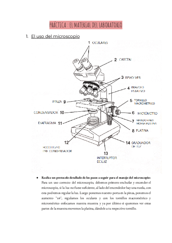 Miniatura del documento PRACTICA-PARTES-DEL-MICROSCOPIO-Y-ESPUTO.pdf