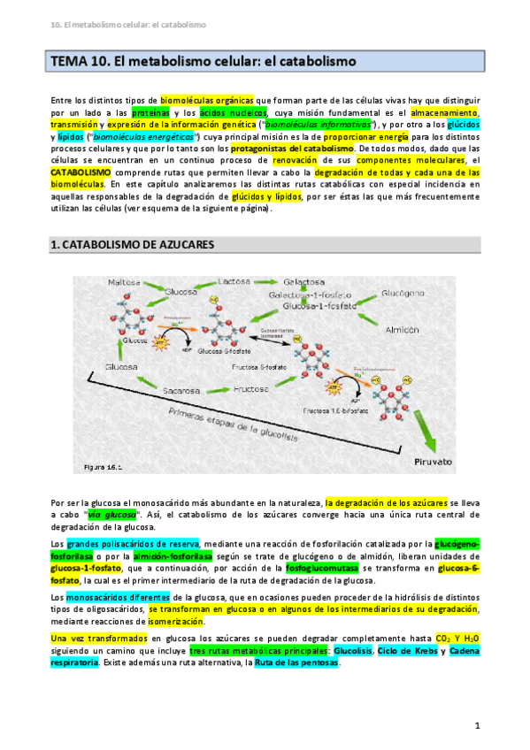Miniatura del documento TEMA-10-El-catabolismo.pdf