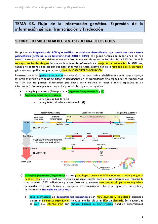Miniatura del documento TEMA-08-Transcripcion-y-Traduccion.pdf