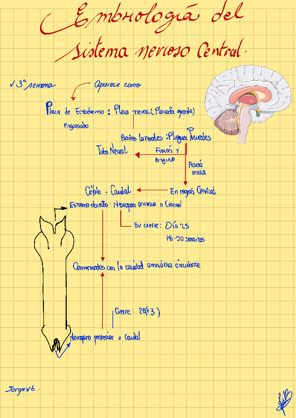 Miniatura del documento Embriologia-del-sistema-nervioso-central.pdf