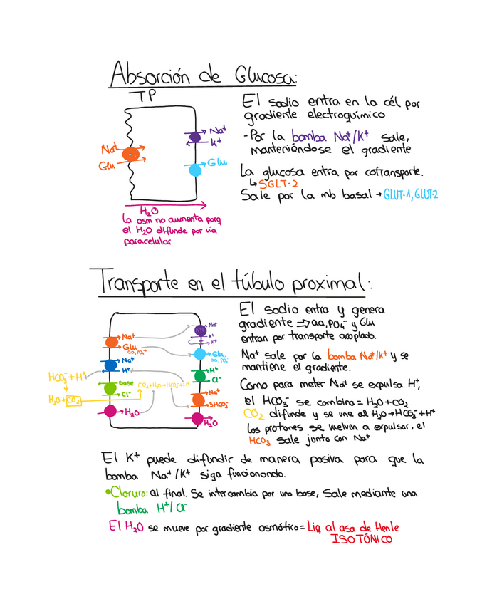 Miniatura del documento Transportadores.pdf
