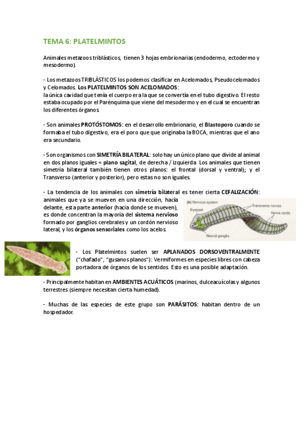 Miniatura del documento TEMA-6-PLATELMINTOS.pdf