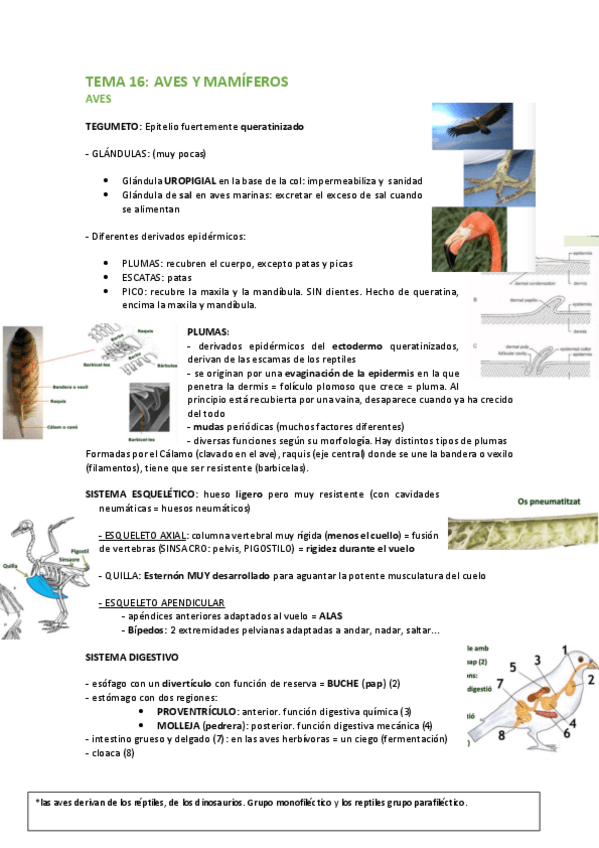 Miniatura del documento TEMA-16-AVES-Y-MAMIFEROS.pdf