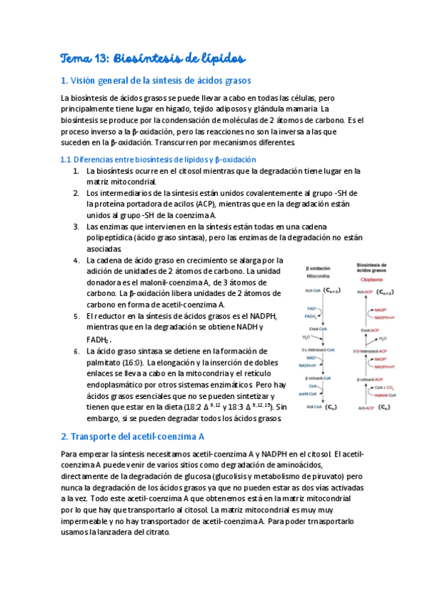 Miniatura del documento Tema-13-Biosintesis-de-lipidos-.pdf