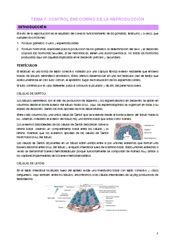 Miniatura del documento Tema 7 - Control endocrino reproducción.pdf