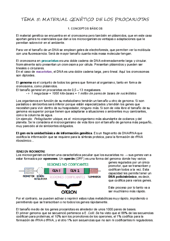 Miniatura del documento T5Material-Genetico-de-los-Procariotas.pdf