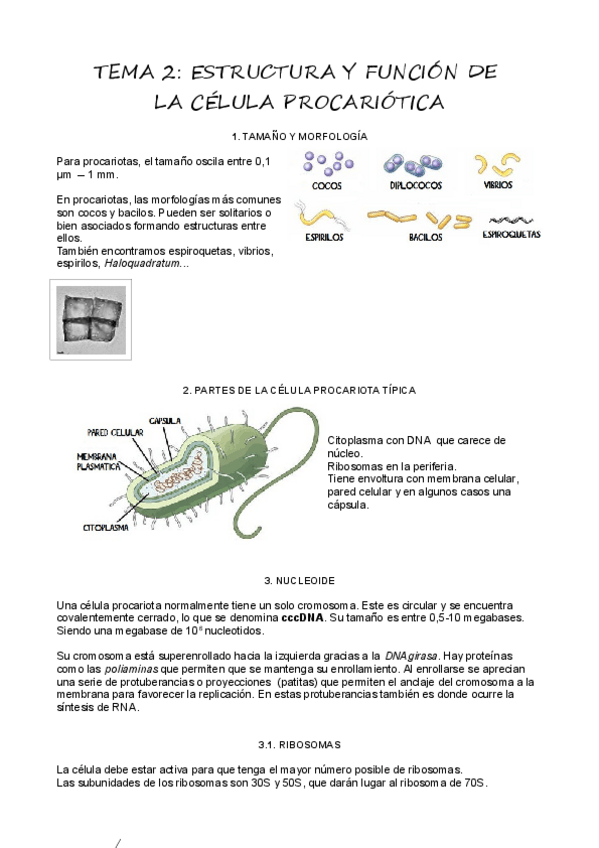 Miniatura del documento T2Celula-procariota.pdf