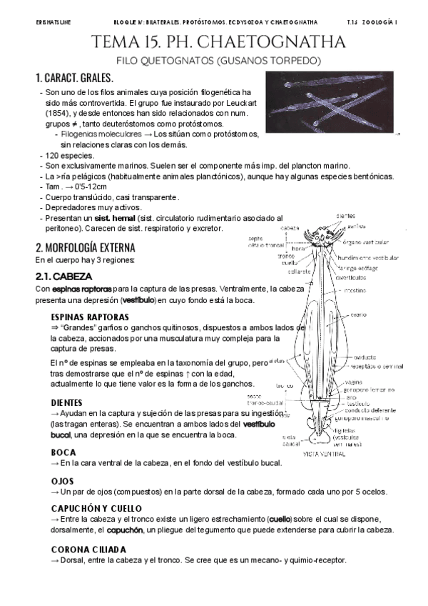 Miniatura del documento Tema-15.-Ph-Chaetognatha.pdf
