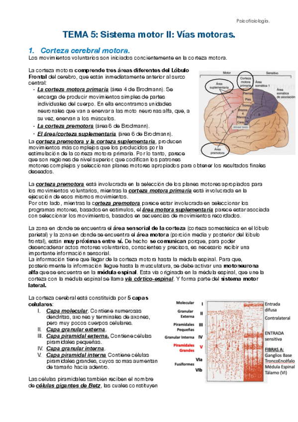 Miniatura del documento Tema-5-fisio.pdf
