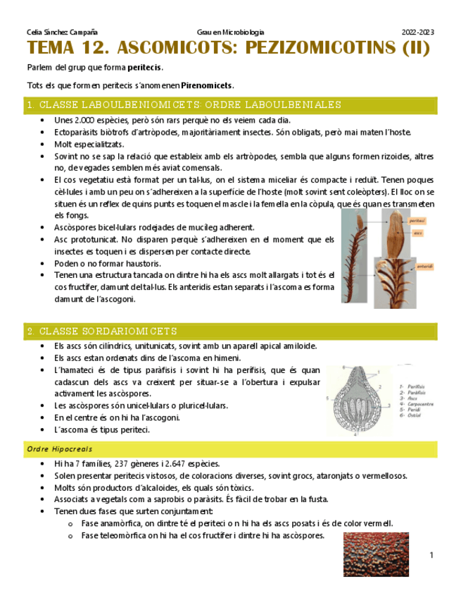 Miniatura del documento Tema-12.-Ascomicots-pezizomicotins-2.pdf