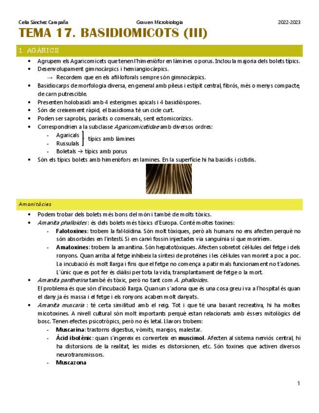 Miniatura del documento Tema-17.-Basidicomicots-3.pdf
