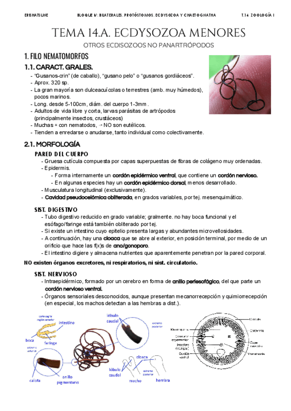 Miniatura del documento Tema-14-Ecdysozoa-menores.pdf
