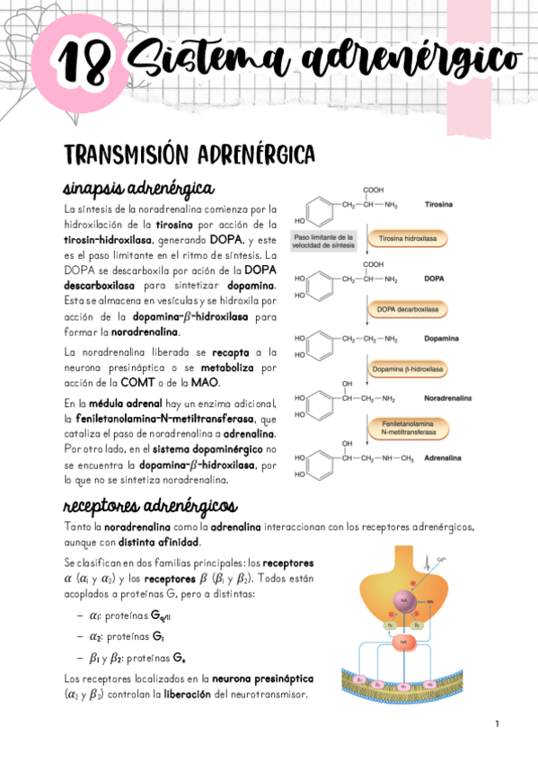 Miniatura del documento Tema-18.-Sistema-adrenergico.pdf