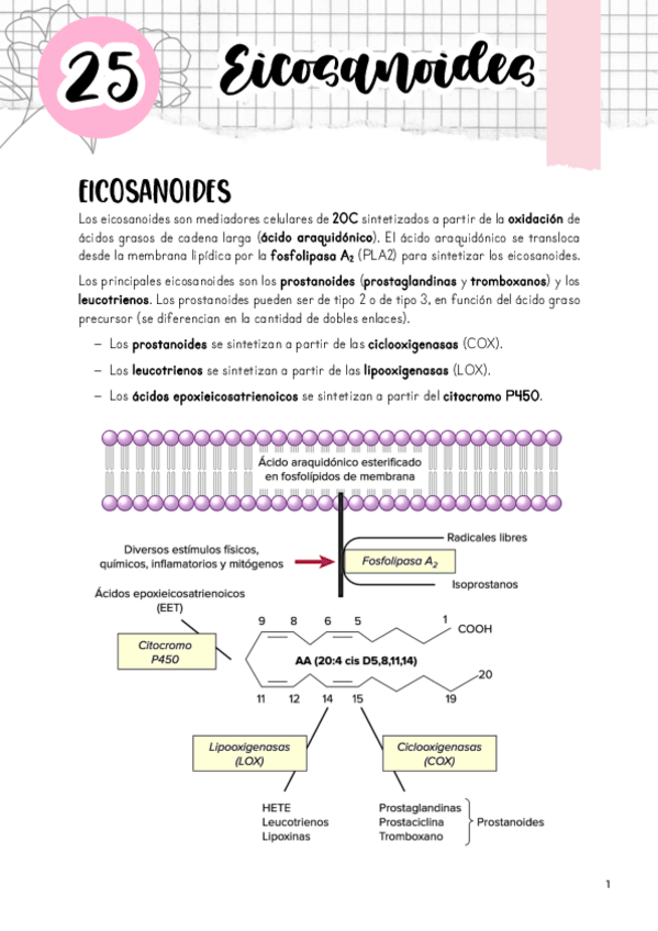 Miniatura del documento Tema-25.-Eicosanoides.pdf