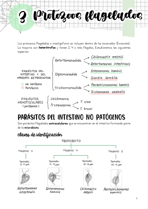 Miniatura del documento Tema-3.-Protozoos-flagelados.pdf