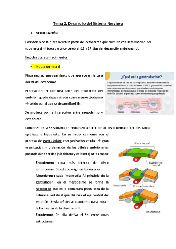 Miniatura del documento Tema-2.-Desarrollo-del-Sistema-Nervioso.pdf