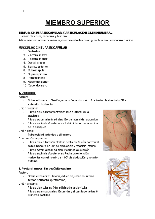 Miniatura del documento Palpación-Miembro-Superior-Fundamentos.pdf