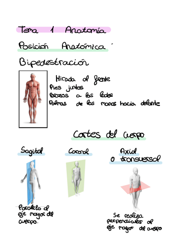Miniatura del documento Anatomia-tema-1-y-2.pdf