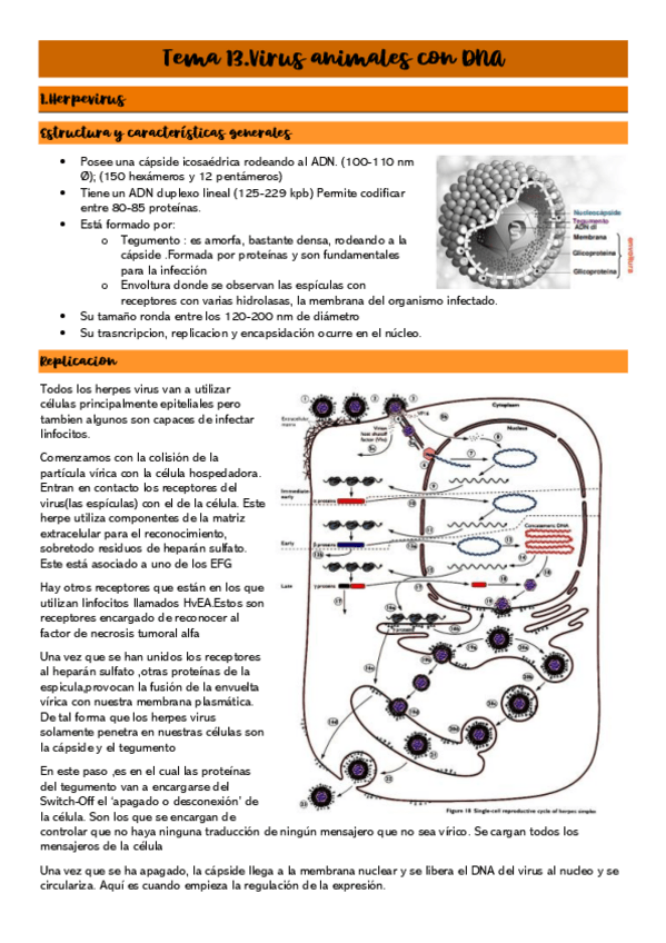 Miniatura del documento Tema-13.Virus-animales-con-DNA.pdf