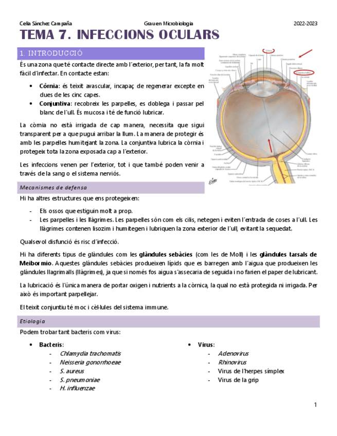 Miniatura del documento Tema-7.-Infeccions-oculars.pdf
