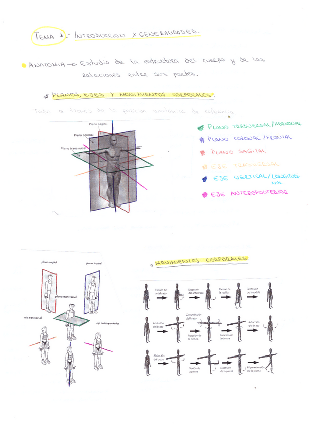 Miniatura del documento Anatomia-1CAFYD.pdf