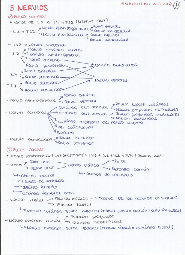 Miniatura del documento esquemas-nervios-inferior-jorgecobo.pdf