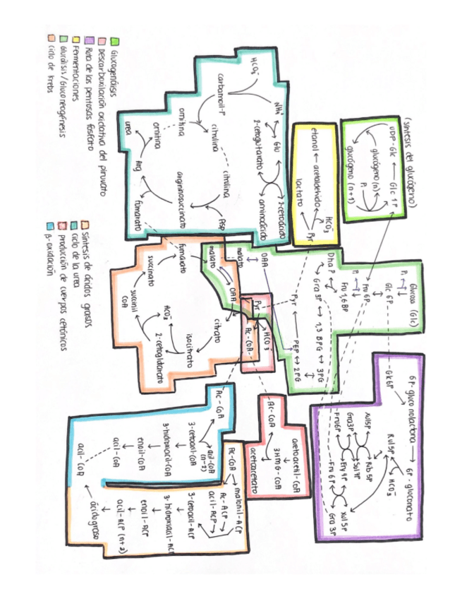 Miniatura del documento METABOLISMO-esquema-completo.pdf