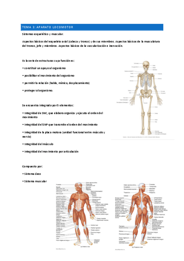 Miniatura del documento TEMA-3-APARATO-LOCOMOTOR.pdf