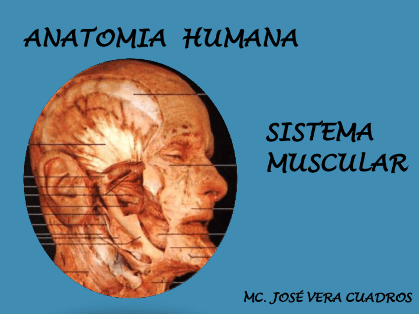 Miniatura del documento ANATOM-CLASE-4.pdf