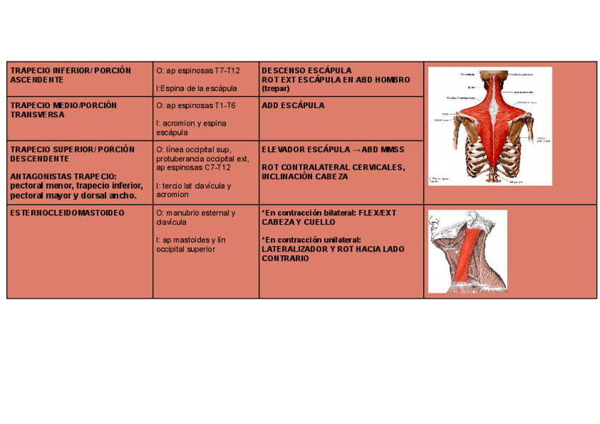 Miniatura del documento MUSCULOS-MASO.pdf