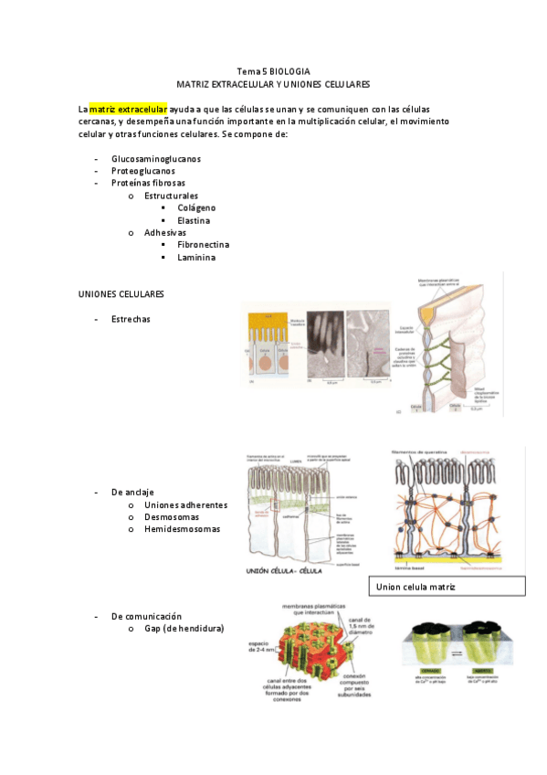 Miniatura del documento T5-matriz-extracelular-y-uniones-2022-12-29-122156.pdf