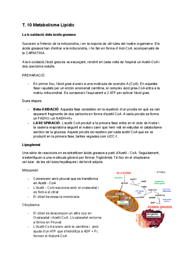 Miniatura del documento TEMA-10-i-11-Metabolisme-lipids-i-Proteines.pdf