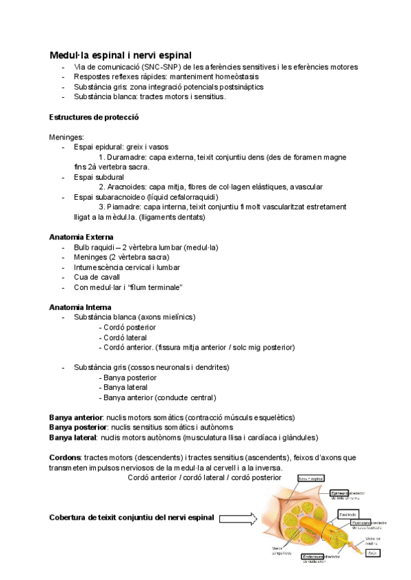 Miniatura del documento Medulla-espinal-i-nervi-espinal.pdf