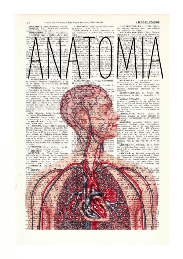 Miniatura del documento 1o-PARCIAL-ANATOMIA.pdf