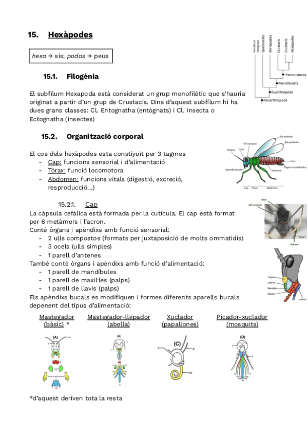 Miniatura del documento 15.-Hexapodes.pdf