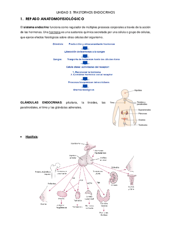 Miniatura del documento APUNTES-trastornos-endocrinos.pdf