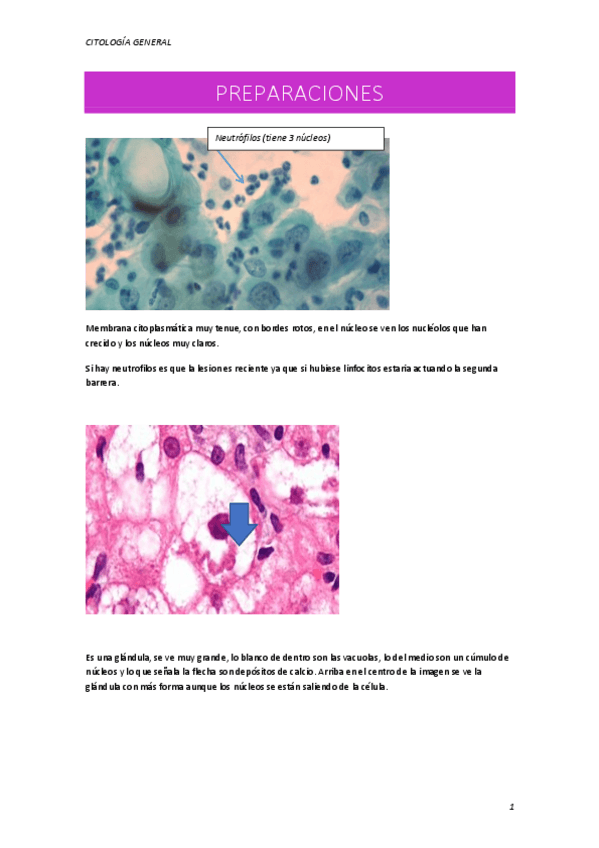 Miniatura del documento PREPARACIONES.pdf