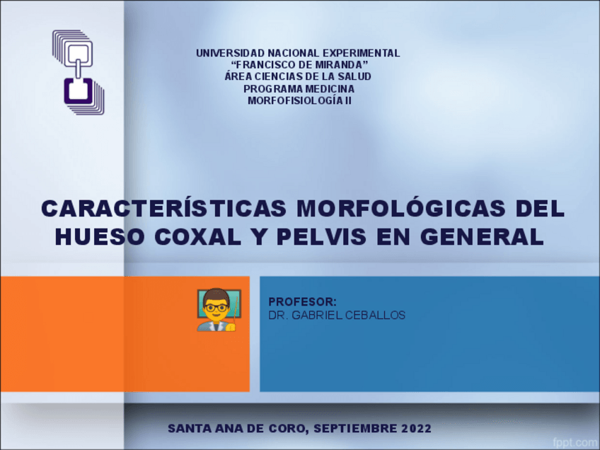 Miniatura del documento PELVIS Y EL HUESO COXAL.pdf