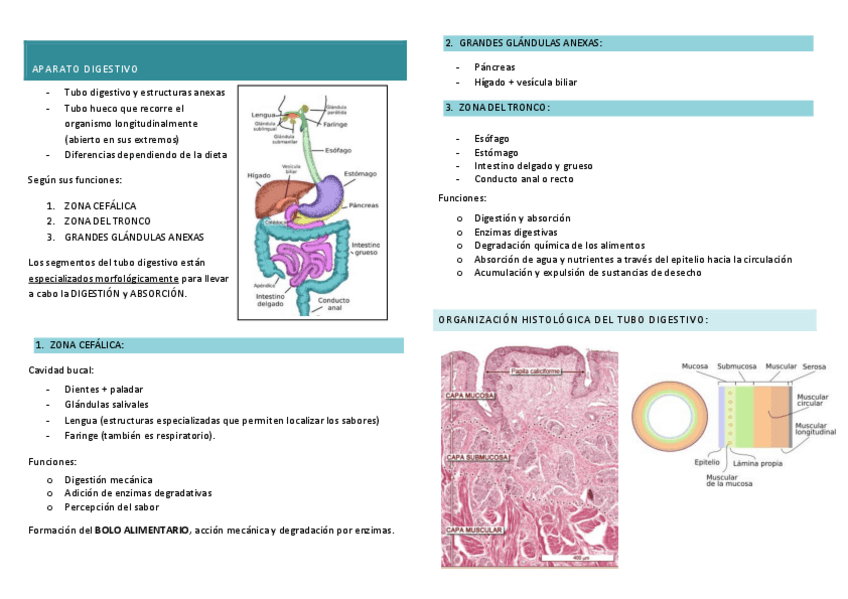 Miniatura del documento sistema-digestivo-lucia-1.pdf