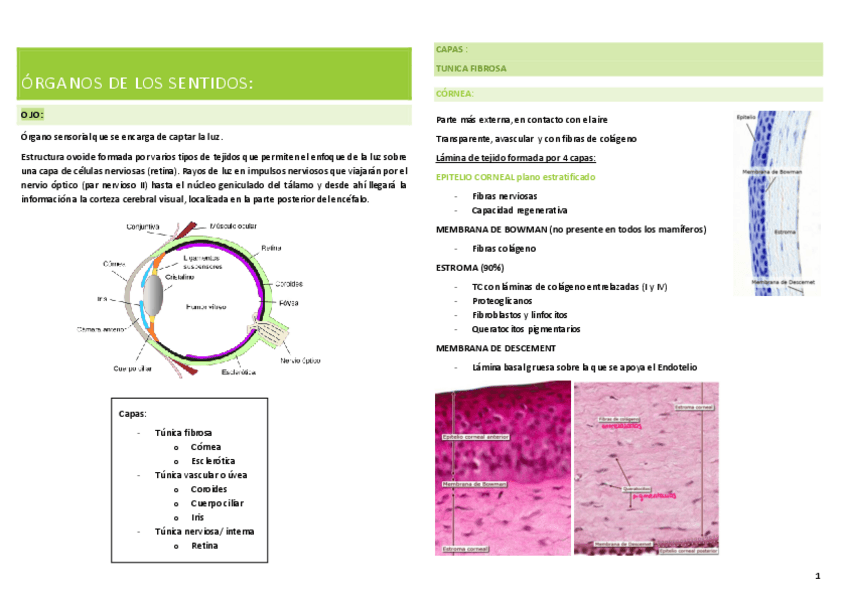 Miniatura del documento organos-de-los-sentidos.pdf