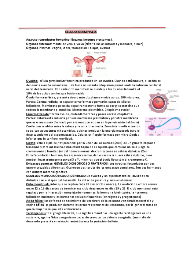 Miniatura del documento CELULAS-GERMINALES.pdf