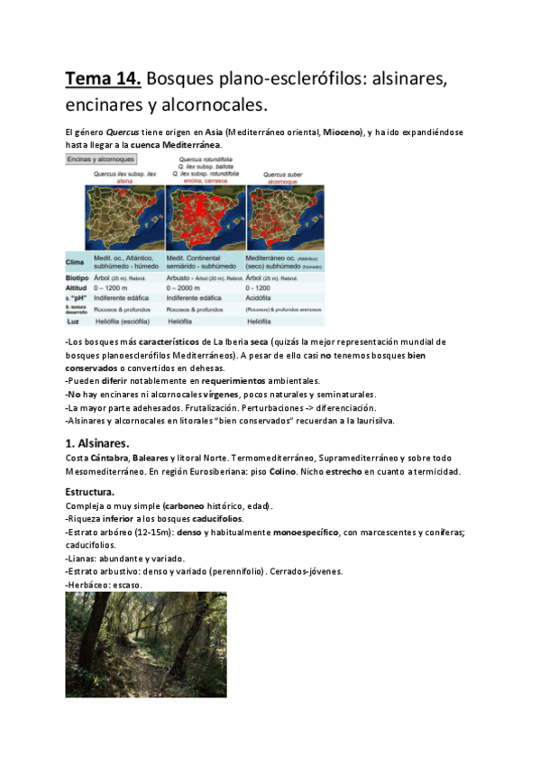 Miniatura del documento Tema-14.-Bosques-plano-esclerofilos-alsinares-encinares-y-alcornocales..pdf