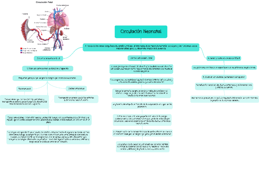 Miniatura del documento Editing-Circulacion-Neonatal--Mind-Map.pdf